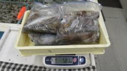 周参見　ヤエンでアオリイカ7ハイ2.12k…