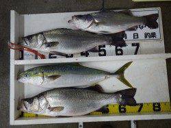 白浜地磯　ルアーでナイトメジロ出た～！