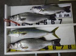 白浜地磯　ルアーでナイトメジロ出た～！