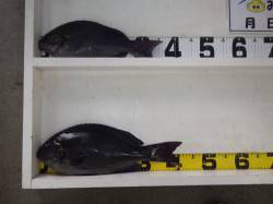 みなべ　森の鼻堤防でグレ42ｃｍと36ｃｍ…