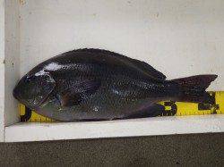 みなべ　森の鼻堤防でグレ42ｃｍと36ｃｍの釣果