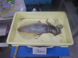 みなべ町堺漁港　エギングでアオリイカ1385g&870gの2ハイ