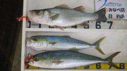 白浜地磯　ルアーでヒラスズキ68cm・メジロ65cm・ブリ80cm！