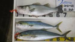 白浜地磯　ルアーでヒラスズキ68cm・メジ…