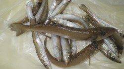 芳養堤防　投げ釣りでキスの釣果、最大28.5ｃｍ