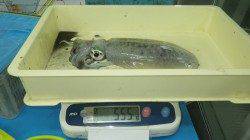 グランド横にてヤエン釣り　アオリイカの釣果