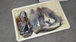 みなべ堺漁港グランド横にてアオリイカ　ヤエン、エギングどちらも釣果あり