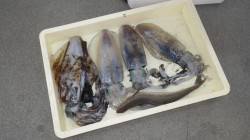 みなべ堺漁港グランド横にてアオリイカ　ヤエ…