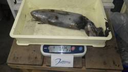 久々にデカイの釣った！　切目にてヤエンでア…