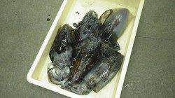 みなべ堺堤防テトラにてヤエンでアオリイカ5杯で計2875ｇ