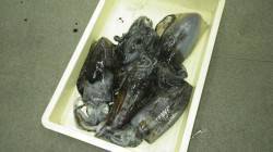 みなべ堺堤防テトラにてヤエンでアオリイカ5…