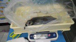 みなべ堺堤防テトラにてヤエンでアオリイカ5杯で計2875ｇ