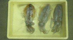 みなべ堺グランド横でヤエン　アオリイカ3バイで計1.6kg