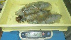 みなべ堺グランド横でヤエン　アオリイカ3バイで計1.6kg