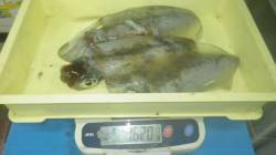 みなべ堺グランド横でヤエン　アオリイカ3バ…