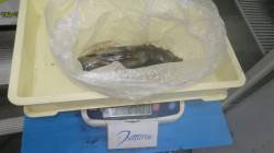 堺漁港　エギングでアオリイカの釣果