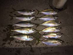 助松埠頭周辺アジング　小移動繰り返し流れの…