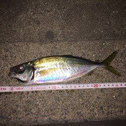 助松埠頭周辺アジング　小移動繰り返し流れのヨレを見つけデカアジGET！！