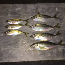 助松埠頭周辺アジング　なかなかの風で苦労す…