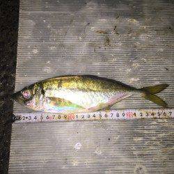 助松埠頭周辺アジング　なかなかの風で苦労するも本命アジと対面できました