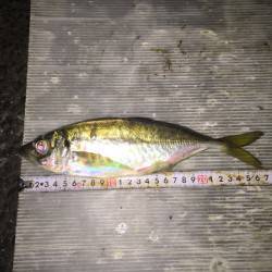 助松埠頭周辺アジング　なかなかの風で苦労するも本命アジと対面できました