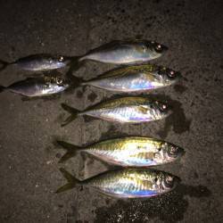 助松埠頭にてアジング　潮の流れと風の緩まる…