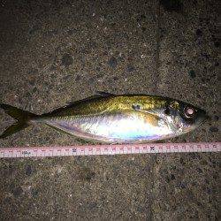 助松埠頭にてアジング　潮の流れと風の緩まる合間にアジGET