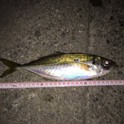 助松埠頭にてアジング　潮の流れと風の緩まる合間にアジGET