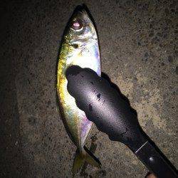 助松埠頭にてアジング、リリースサイズのみ…デカアジの動向が気掛かりです