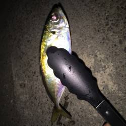 助松埠頭にてアジング、リリースサイズのみ……