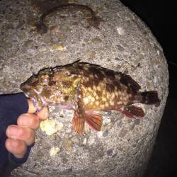 巷を賑わすガシリングへ出陣　短時間でしたが楽しめました！