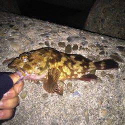 巷を賑わすガシリングへ出陣　短時間でしたが楽しめました！