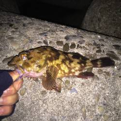 巷を賑わすガシリングへ出陣　短時間でしたが…