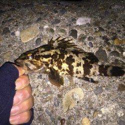 貝塚　釣り納めのガシリング釣行