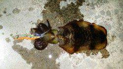 みなべ堺漁港グランド横にてアオリイカ　ヤエン、エギングどちらも釣果あり