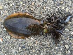 印南にてエギングでアオリイカ タモがない時…