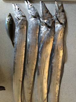 兵庫突堤　ワインドでタチウオHIT、5打数…