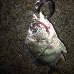 汐見埠頭周辺チニングで良型キビレ、間違いなく楽しいです！