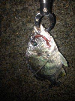 汐見埠頭周辺チニングで良型キビレ、間違いなく楽しいです！