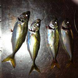 貝塚周辺　常夜灯の下をアジングでランガンするもパターン掴めずアジ5匹