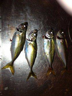 貝塚周辺　常夜灯の下をアジングでランガンするもパターン掴めずアジ5匹