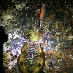 すさみ周辺地磯エギングでアオリイカ　爆風でしたが南紀釣行楽しめました