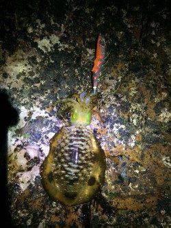 すさみ周辺地磯エギングでアオリイカ　爆風でしたが南紀釣行楽しめました