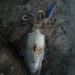 すさみ周辺地磯エギングでアオリイカ　爆風でしたが南紀釣行楽しめました