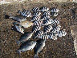 北港釣り公園　グレ・サンバソウ・ウマヅラなどの釣果