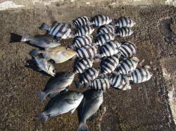 北港釣り公園　グレ・サンバソウ・ウマヅラな…