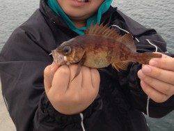 東二見人工島　投げカレイは反応なく、胴突きは飽きない程度にアタリ