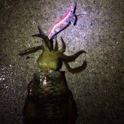 塩津にてエギング　アオリイカ１時間半で３杯、まずまずの結果です^_^