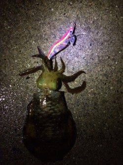 塩津にてエギング　アオリイカ１時間半で３杯、まずまずの結果です^_^