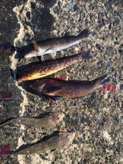 須磨　カレイ狙いの投げ釣りは渋く、落とし込…